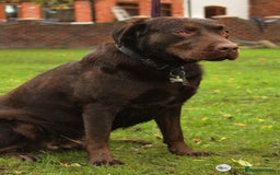 Labrador Retriever dogs for stud: Beautiful brown Labrador available for stud in Sutton Coldfield - Image 2