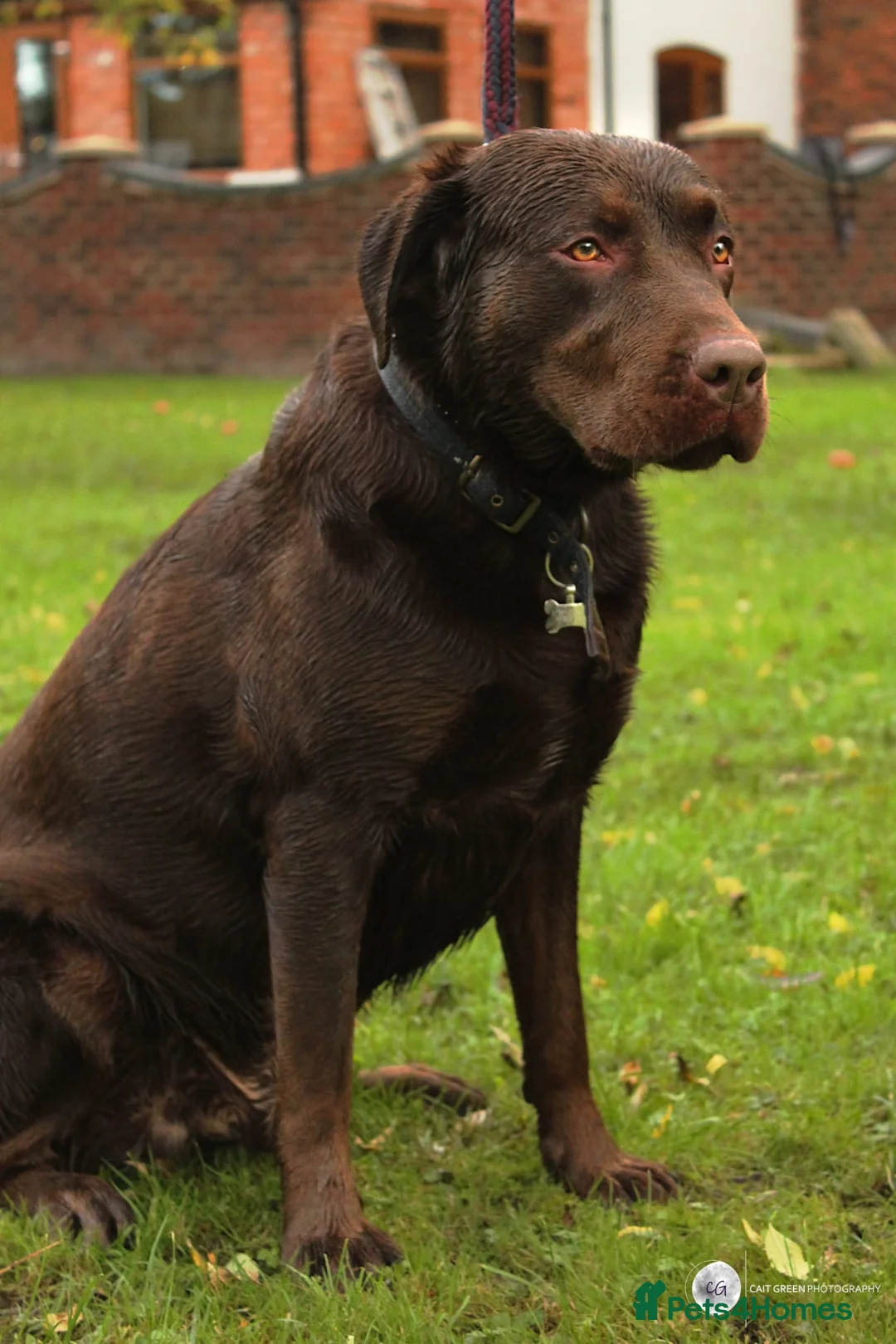 Labrador Retriever dogs for stud: Beautiful brown Labrador available for stud in Sutton Coldfield - Advert 2