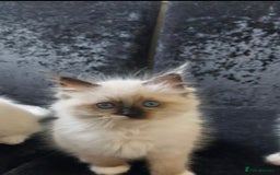 Ragdoll cats for sale: The most beautiful and adorable Ragdoll kittens  - Image 39