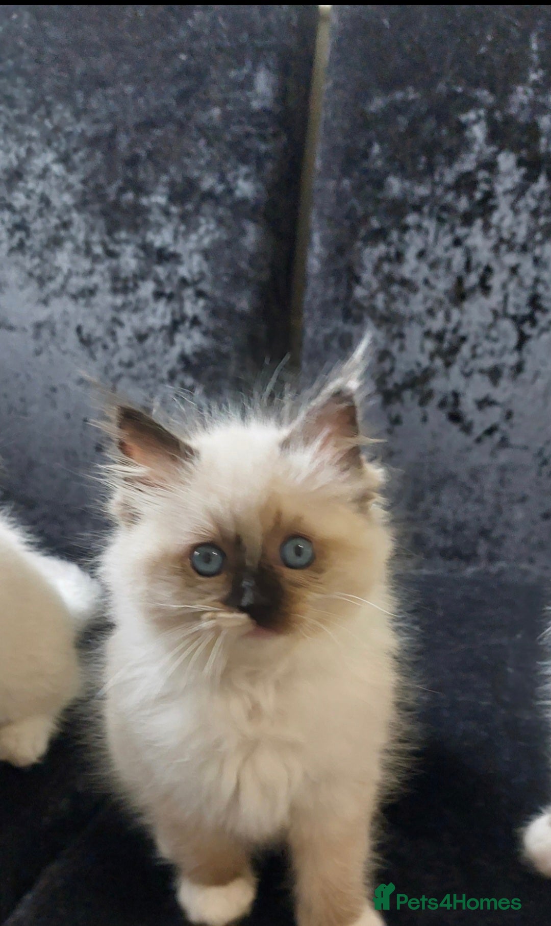 Ragdoll cats for sale: The most beautiful and adorable Ragdoll kittens  - Image 39