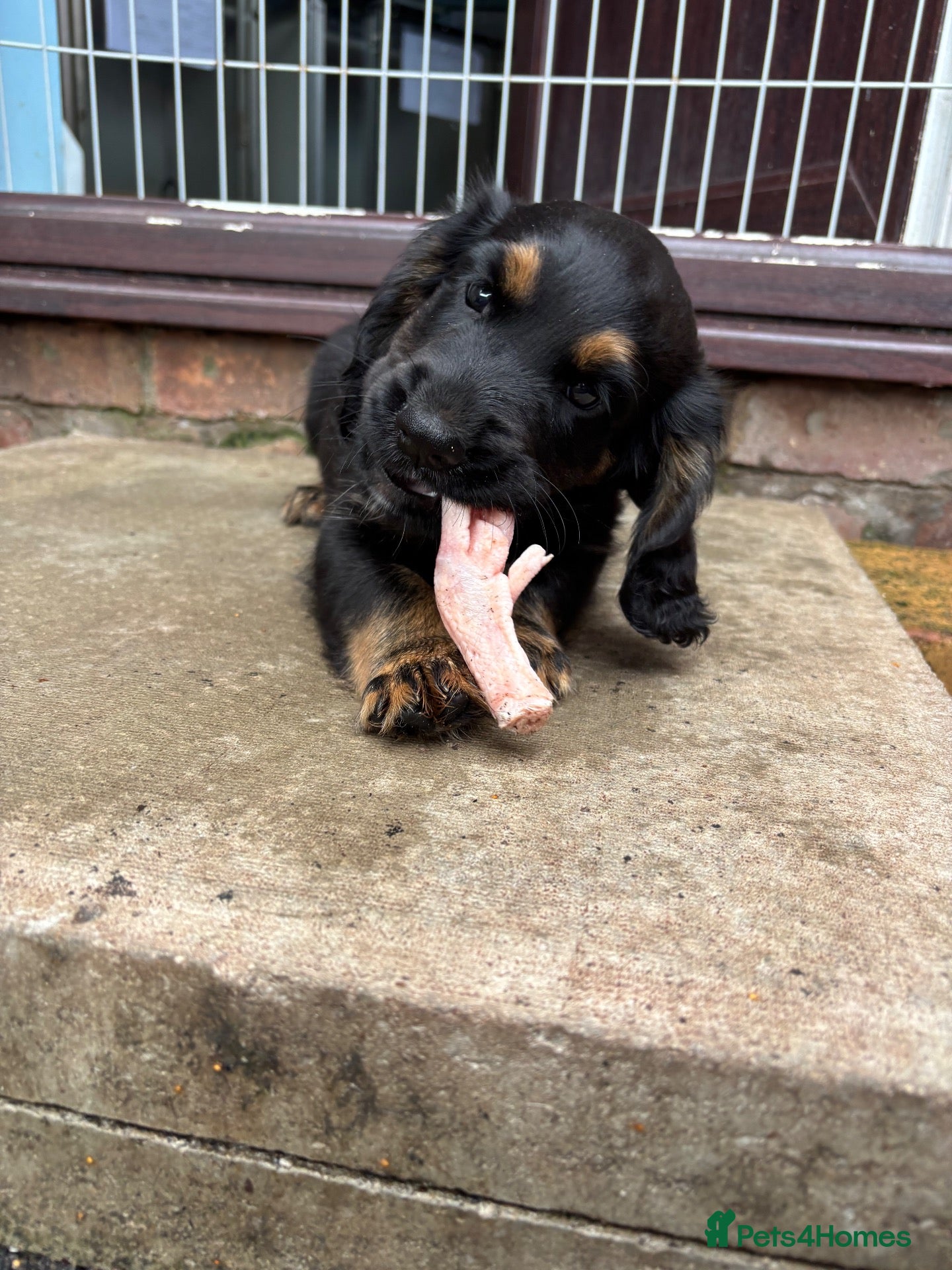Cocker Spaniel dogs Kc working type cocker spaniels  - Advert 2