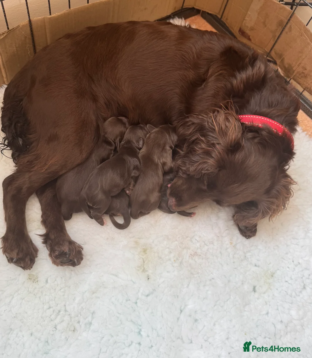 Cocker Spaniel dogs for sale: KC Registered Working Cocker Spaniel Puppies - Advert 2