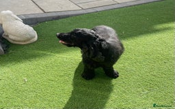 Cocker Spaniel dogs for sale: Show cocker - Image 4