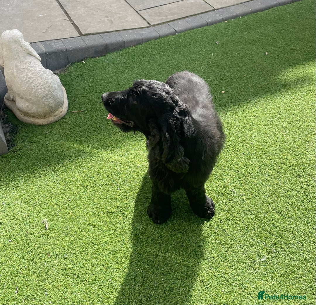 Cocker Spaniel dogs for sale: Show cocker - Image 4