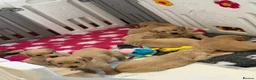 Golden Retriever dogs for sale: Kennel club registered beautiful litter of puppies - Advert 8