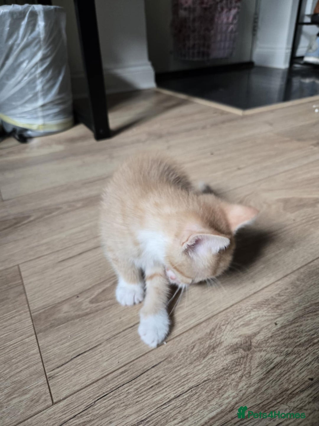 Mixed Breed cats for sale: 4 Playful Male Kittens Ready for Loving Homes! - Image 9