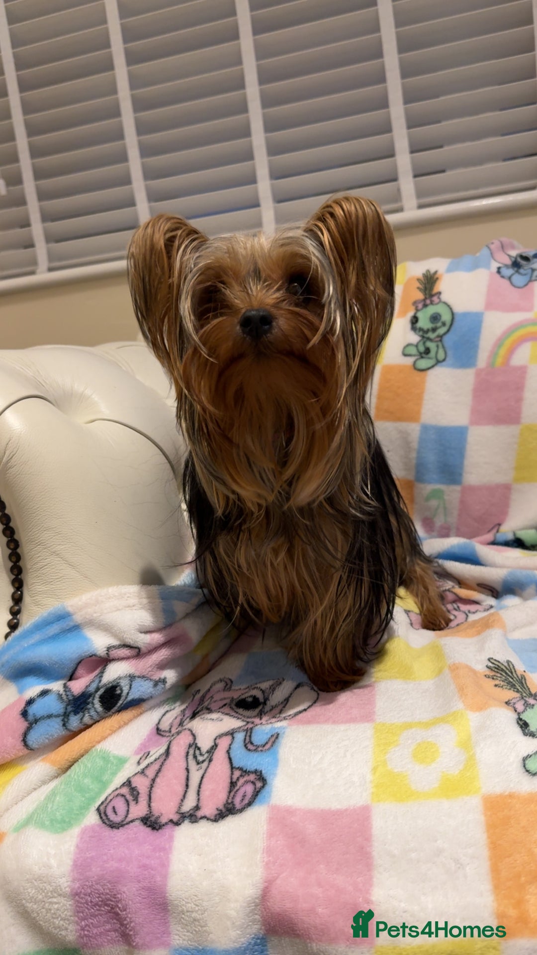 Yorkshire Terrier dogs for sale: *Reduced* teeny tiny little Yorkshire terrier boy  - Advert 7