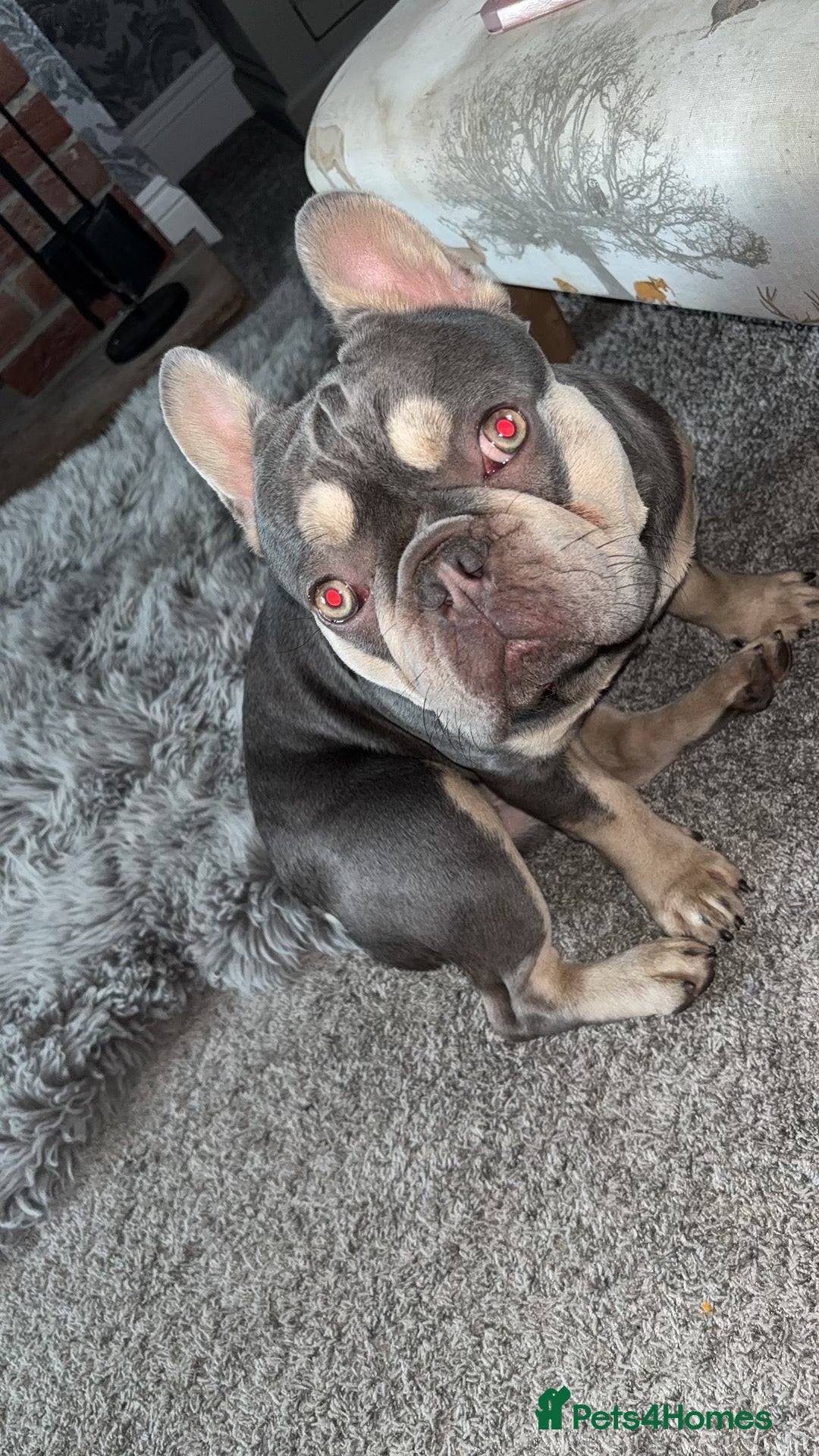 French Bulldog dogs Blue and tan frenchie  - Advert 8