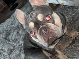 French Bulldog dogs Blue and tan frenchie - Advert 8