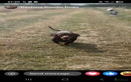Miniature Dachshund dogs for stud: Miniature Chocolate Dachshund for stud - Image 16