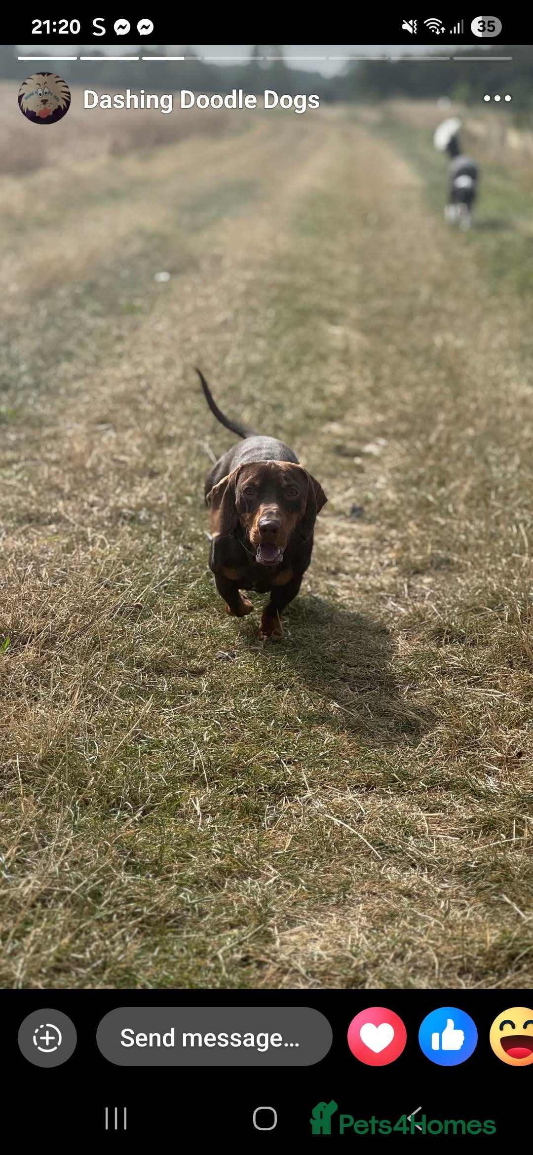 Miniature Dachshund dogs for stud: Miniature Chocolate Dachshund for stud - Image 16