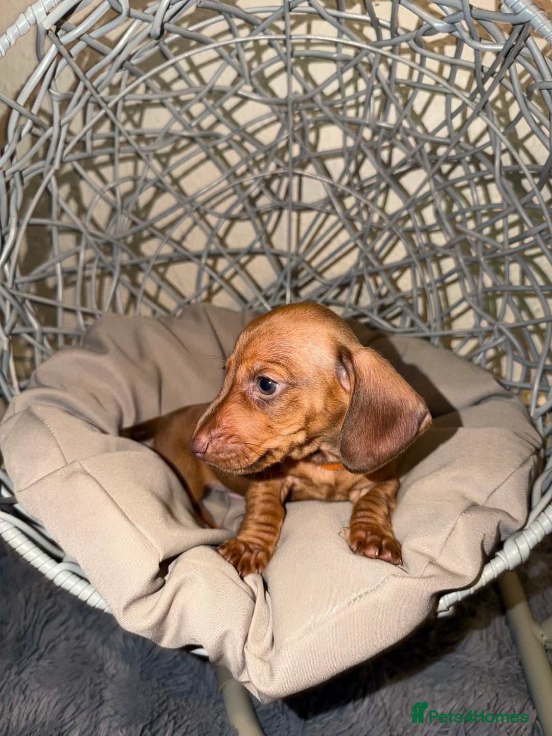 Dachshund dogs for sale: Dachshund Puppies Available 🐾 - Advert 17