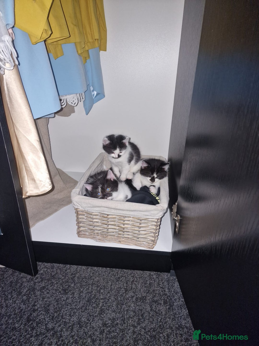 Mixed Breed cats for sale: Black and white cute kittens  - Image 2