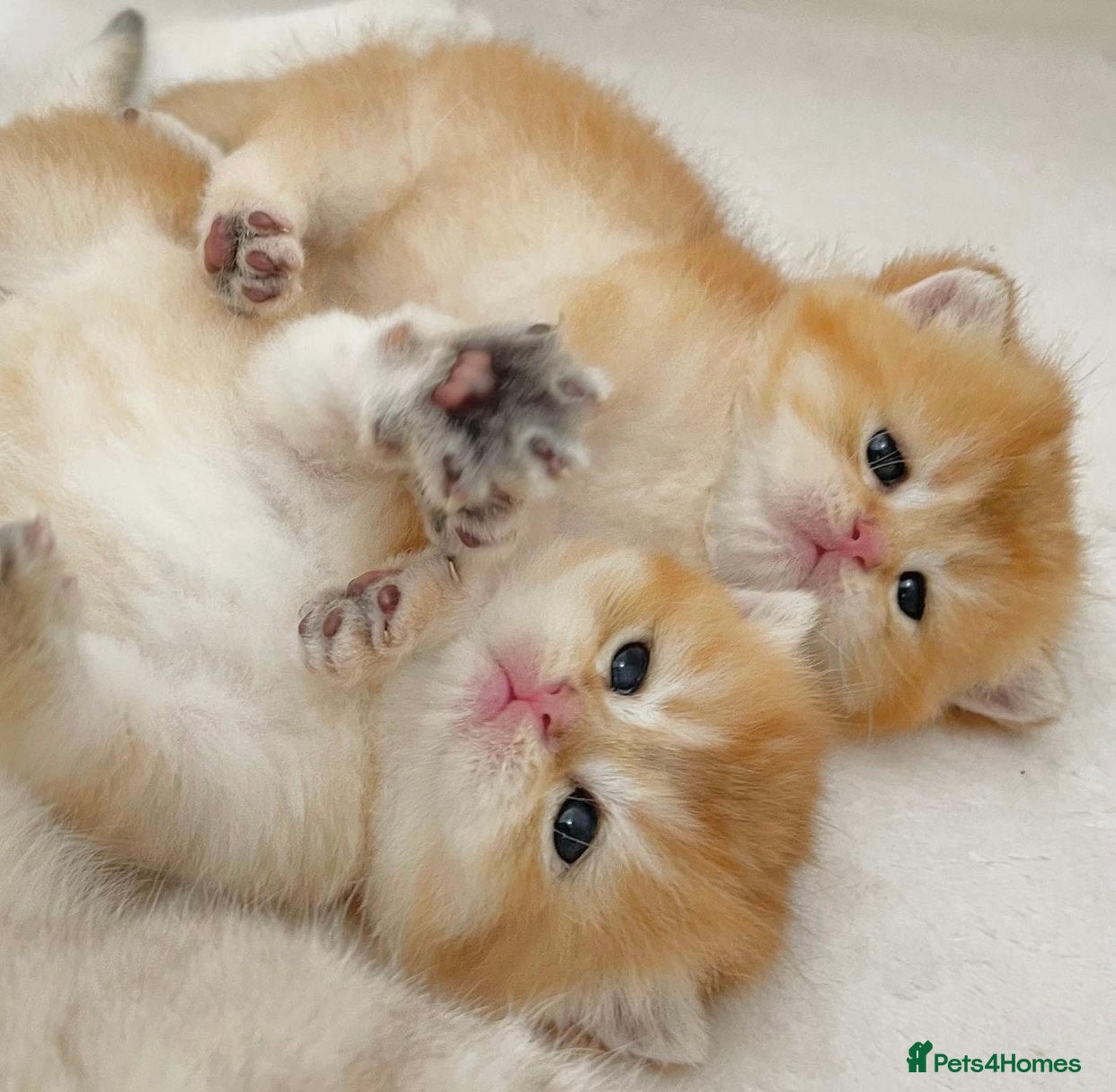 British Shorthair cats Beautiful golden shaded British shorthair kittens - Advert 1