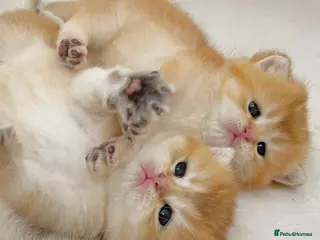 British Shorthair cats Beautiful golden shaded British shorthair kittens - Advert 1