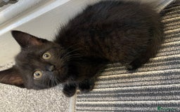 Mixed Breed cats for sale: 5 Kittens for sale  - Image 12