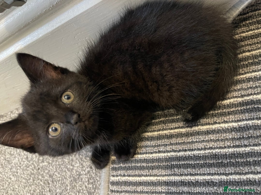 Mixed Breed cats for sale: 5 Kittens for sale  - Image 12