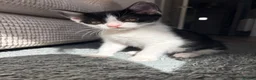 Mixed Breed cats for sale: Adorable kittens ready for there loving homes  in Hailsham - Advert 3