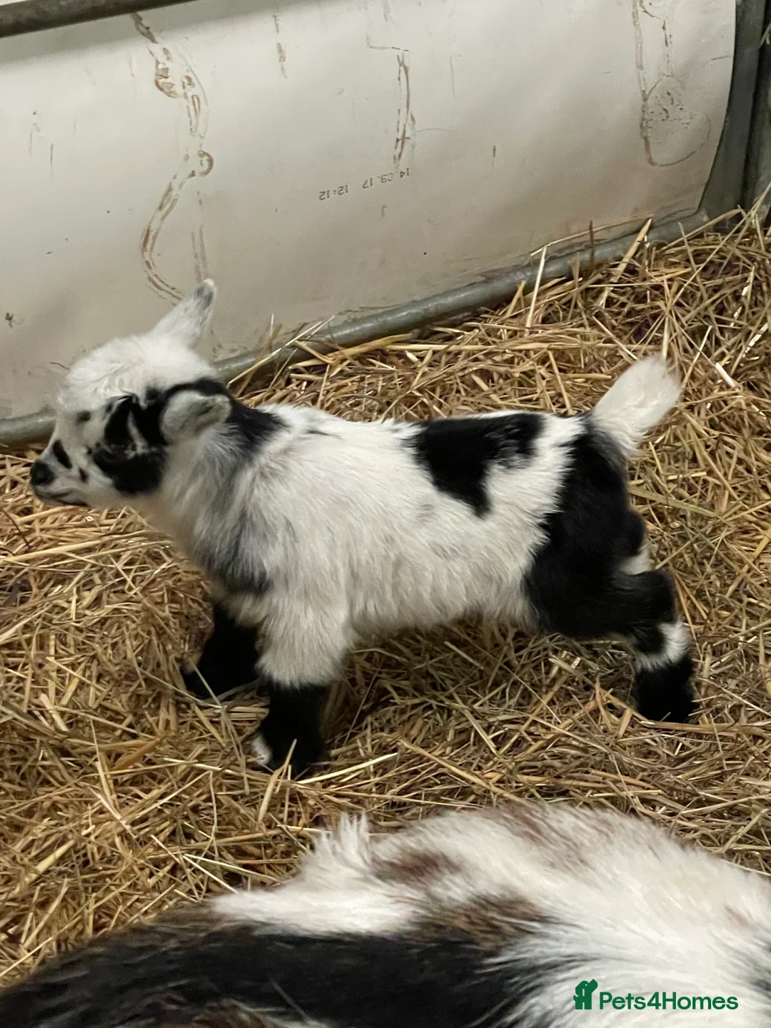 Goats livestock for sale: Disbudded Pygmy Goat Kids - Advert 5