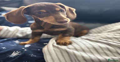 Miniature Dachshund dogs - Advert 9