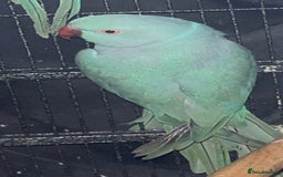 Ringnecks birds for sale: Indian ringnecks blue/green - Image 7