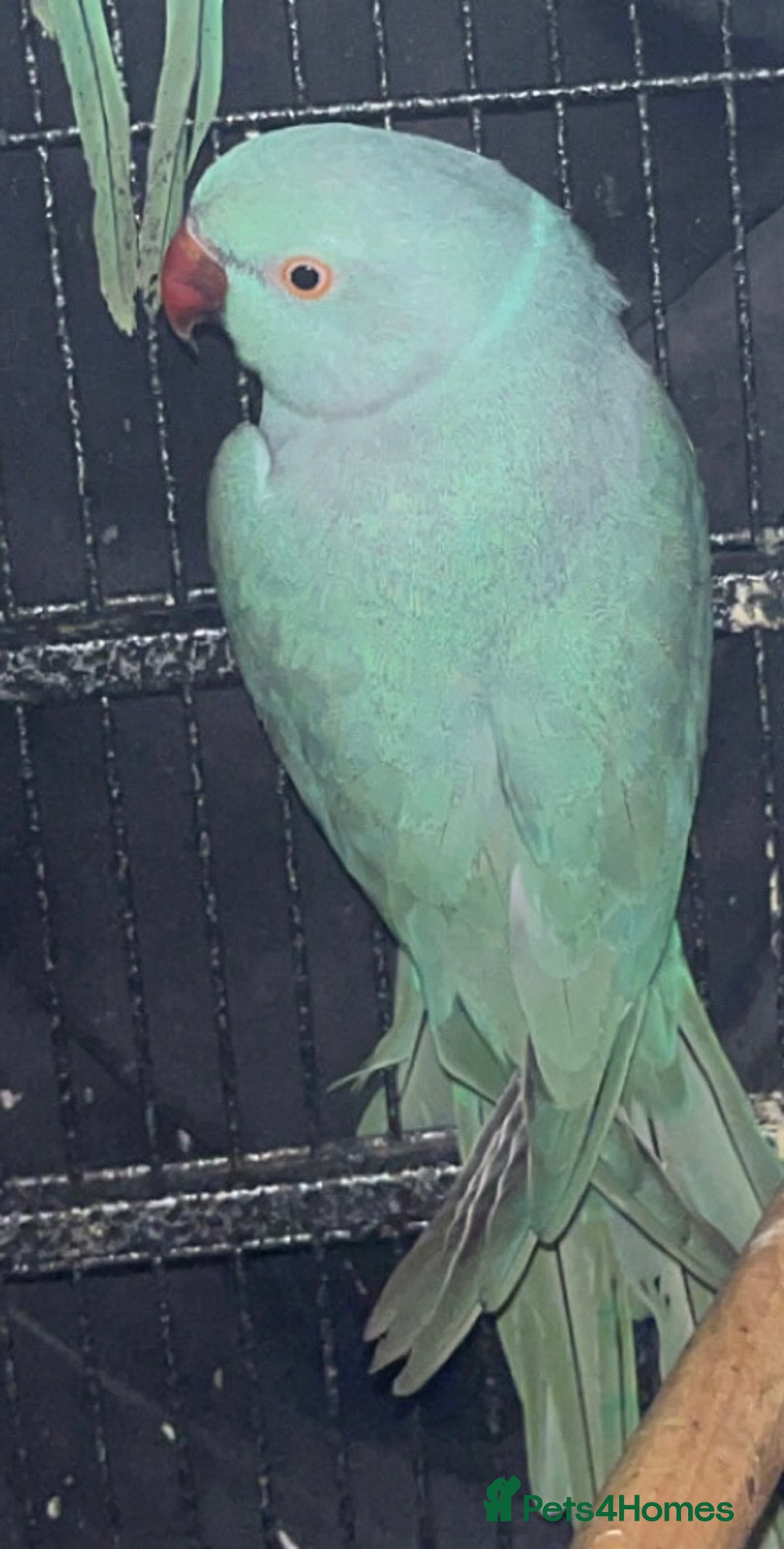 Ringnecks birds for sale: Indian ringnecks blue/green - Image 7