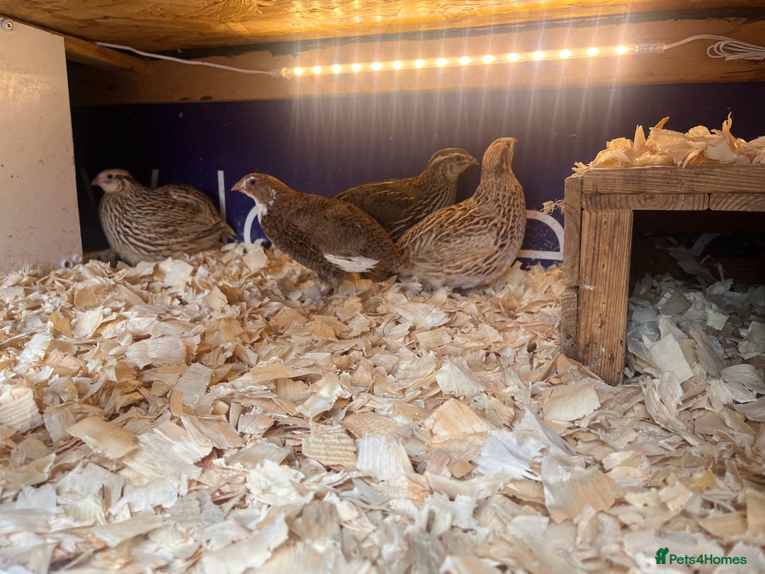 Quail poultry for sale: Mixture of Coturnix Quail - Image 7
