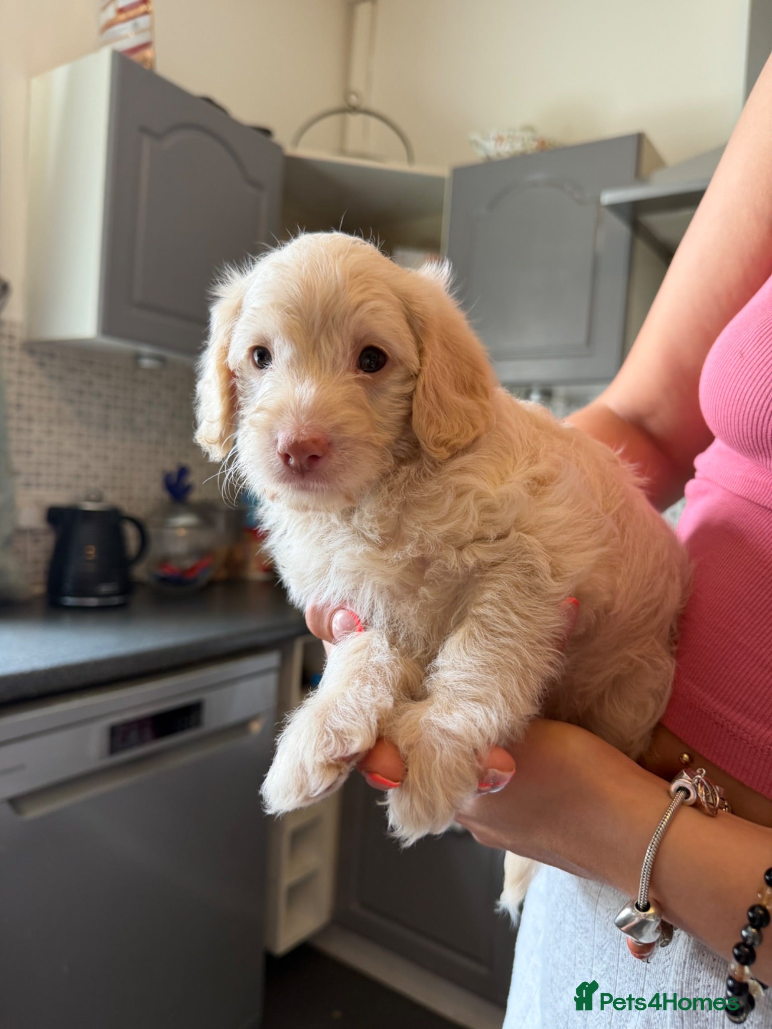 Jackapoo dogs ❌ 1 LEFT READY TO LEAVE ❌ FB1 jackapoo puppies  - Advert 1