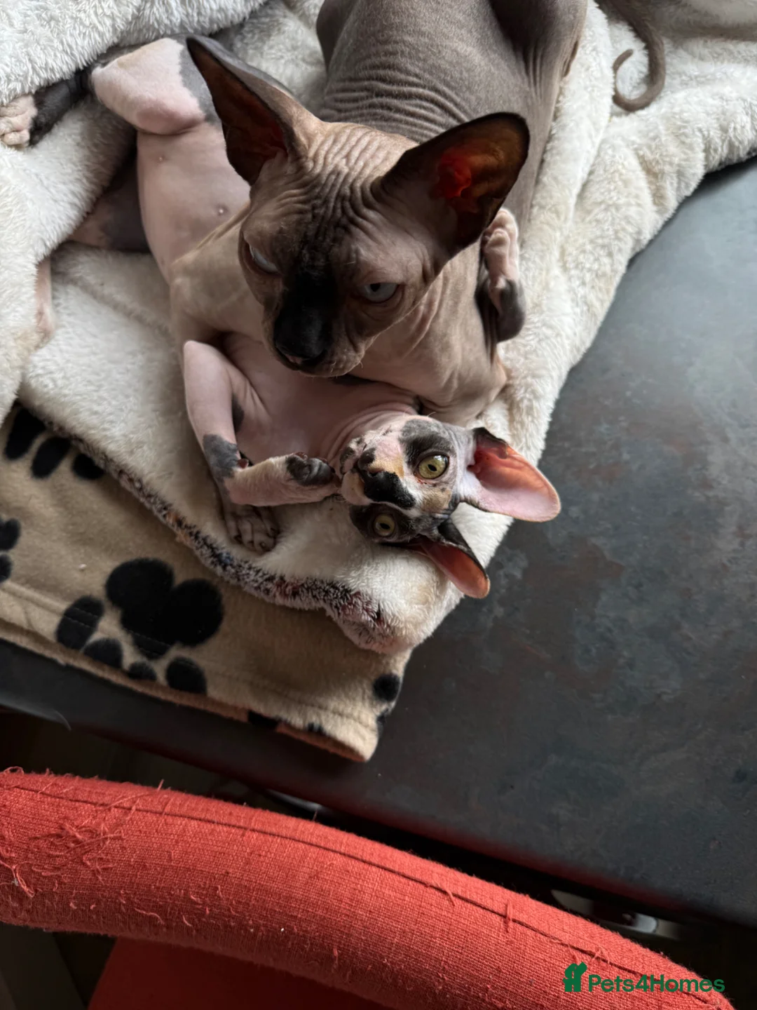 Sphynx cats for sale: Sfinx in Bedford - Advert 2