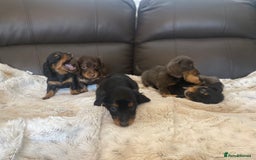 Miniature Dachshund dogs for sale: Longhaired miniature dachshund  - Image 9