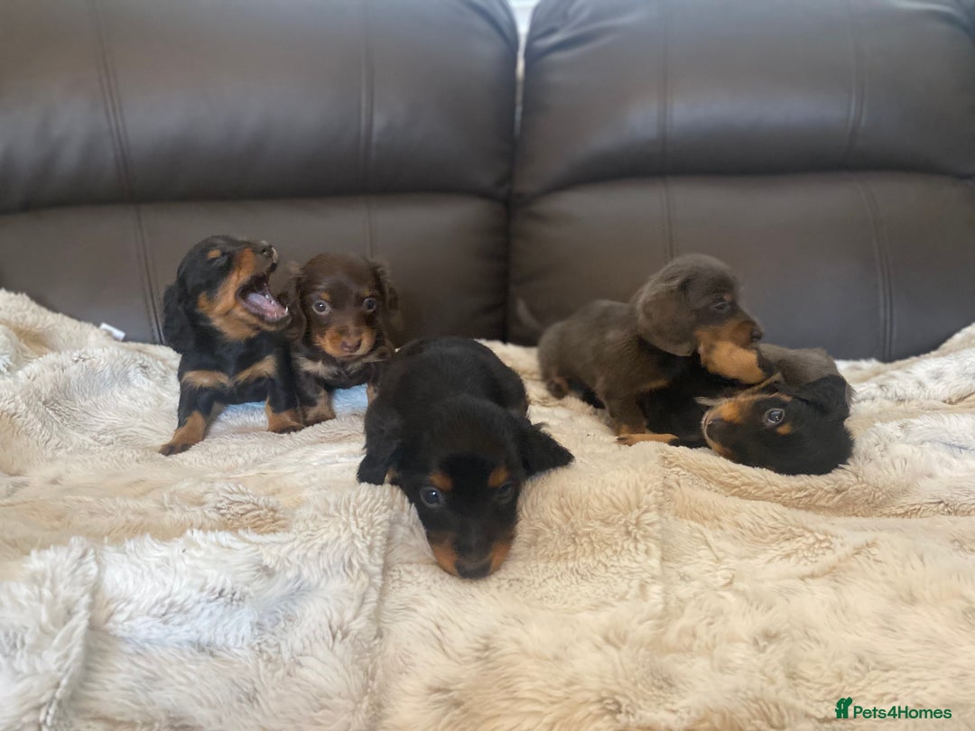 Miniature Dachshund dogs for sale: Longhaired miniature dachshund  - Image 9