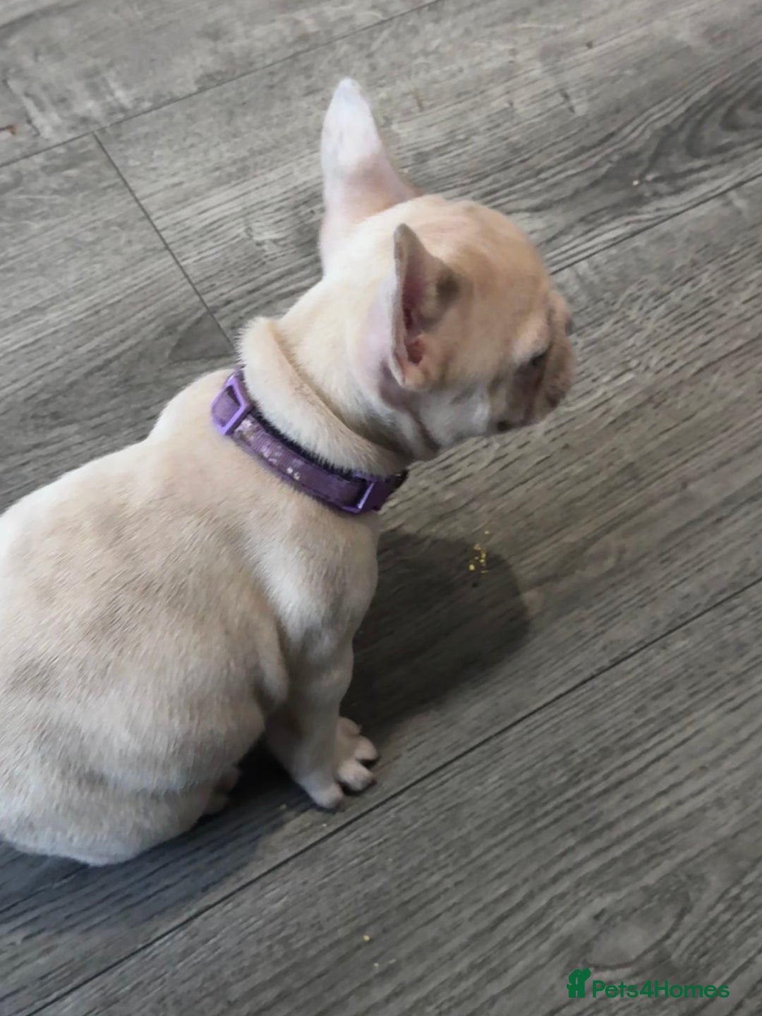 French Bulldog dogs for sale: 2 beautiful Frenchie puppies  - Advert 20