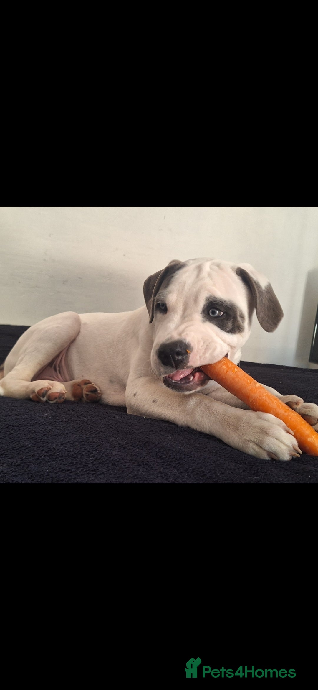 Mixed Breed dogs for sale: 1 year Old staffy×cane corso male  - Advert 5