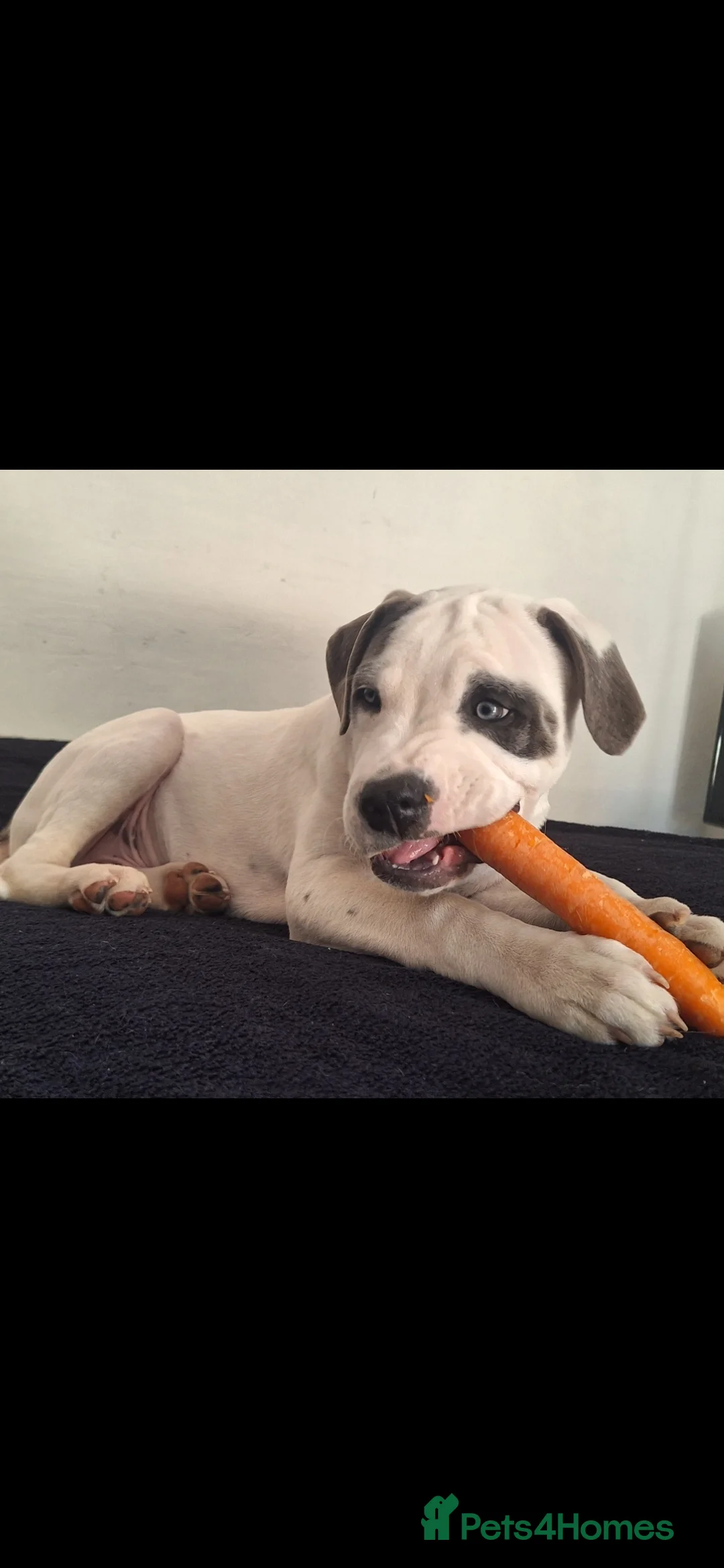 Mixed Breed dogs for sale: 1 year Old staffy×cane corso male  - Advert 5