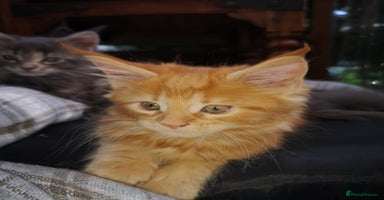 Maine Coon cats - Advert 13