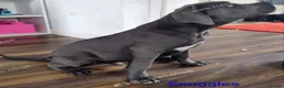 Cane Corso dogs for sale: Reduced! Champion Bloodline Cane Corso Puppies - Advert 18
