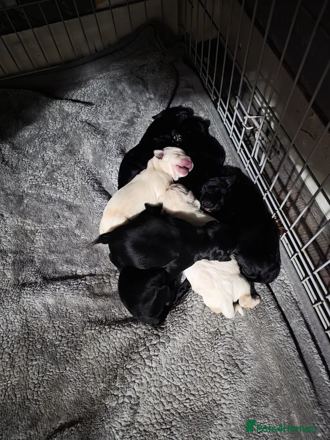Labrador Retriever dogs for sale: Labrador pups for sale - Advert 6