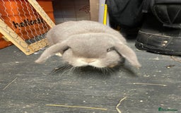 Mini Lop rabbits for sale: Possibly rehoming my male rabbit  - Image 1