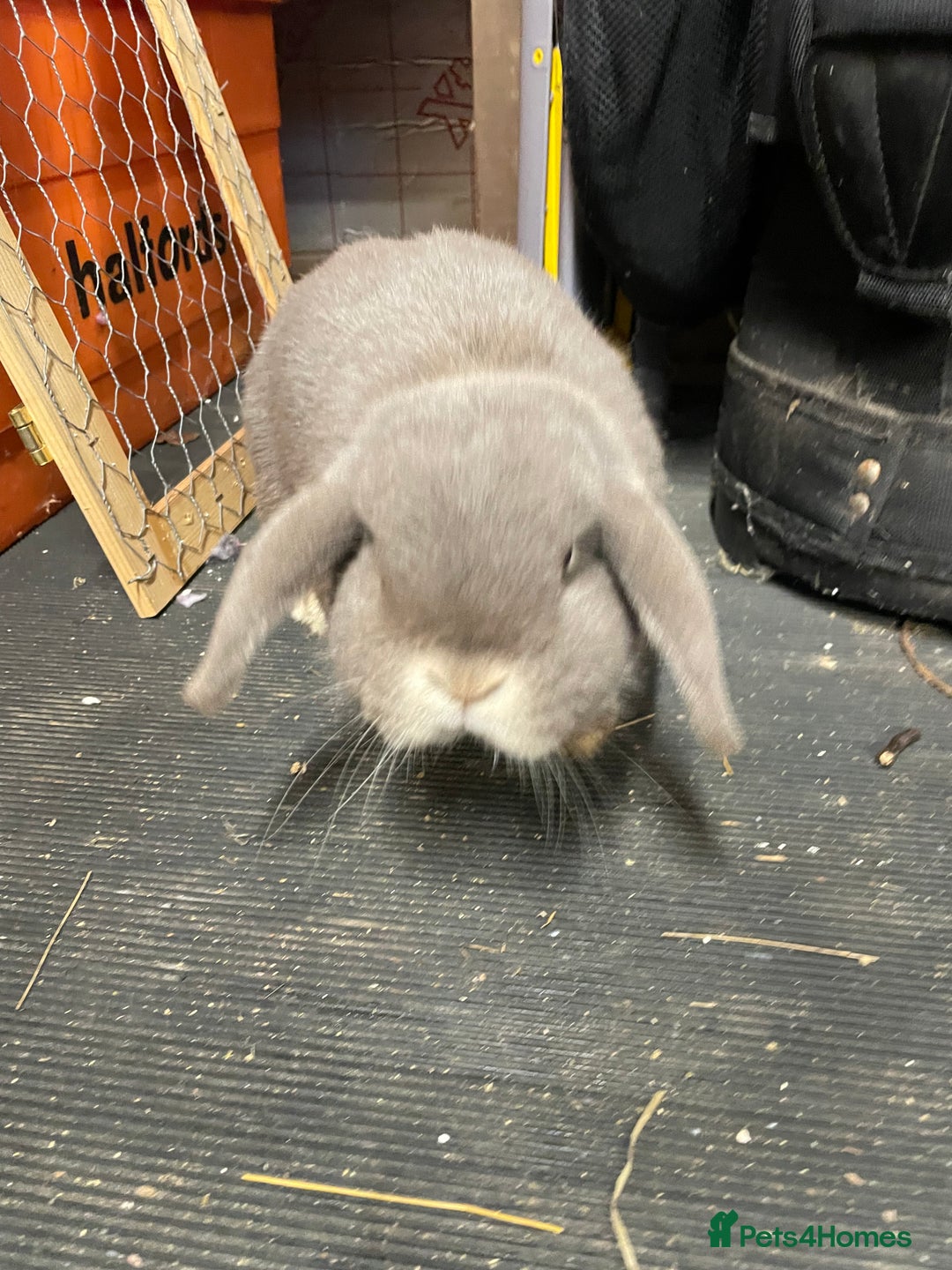 Mini Lop rabbits for sale: Possibly rehoming my male rabbit  - Image 1