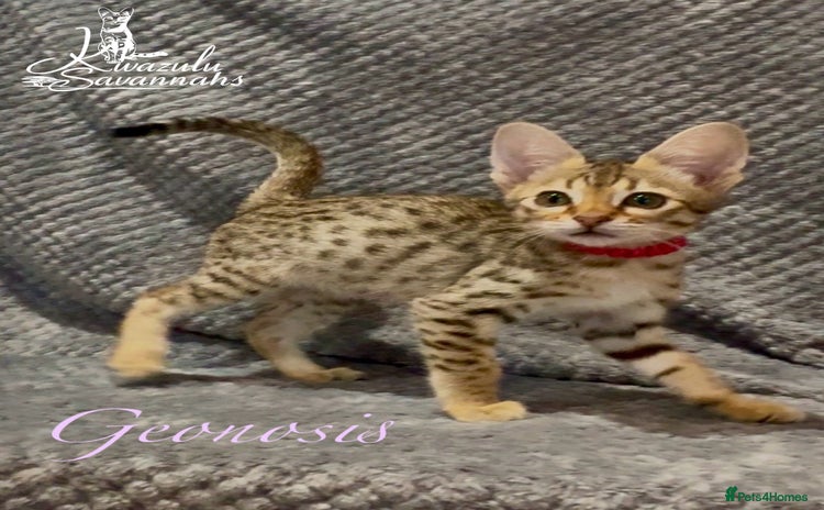 Savannah cats - Advert 1
