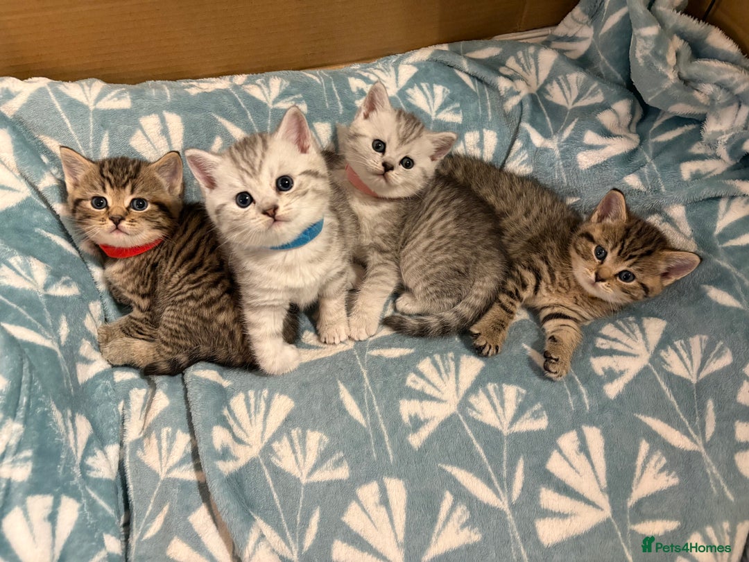 British Shorthair cats for sale: Gorgeous British shorthairs kittens - Advert 1