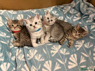 British Shorthair cats Gorgeous British shorthairs kittens - Advert 4