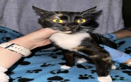 Mixed Breed cats for adoption: Star for adoption - Image 6