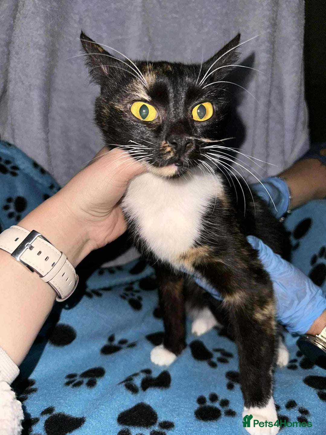 Mixed Breed cats for adoption: Star for adoption - Image 6