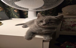British Shorthair cats for sale: British shorthair  - Image 13