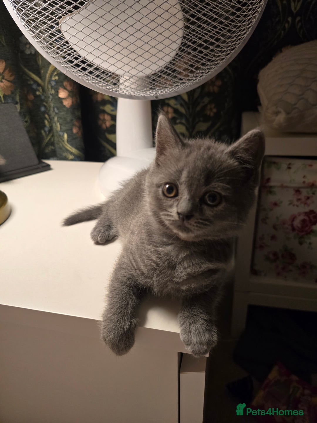 British Shorthair cats for sale: British shorthair  - Image 13