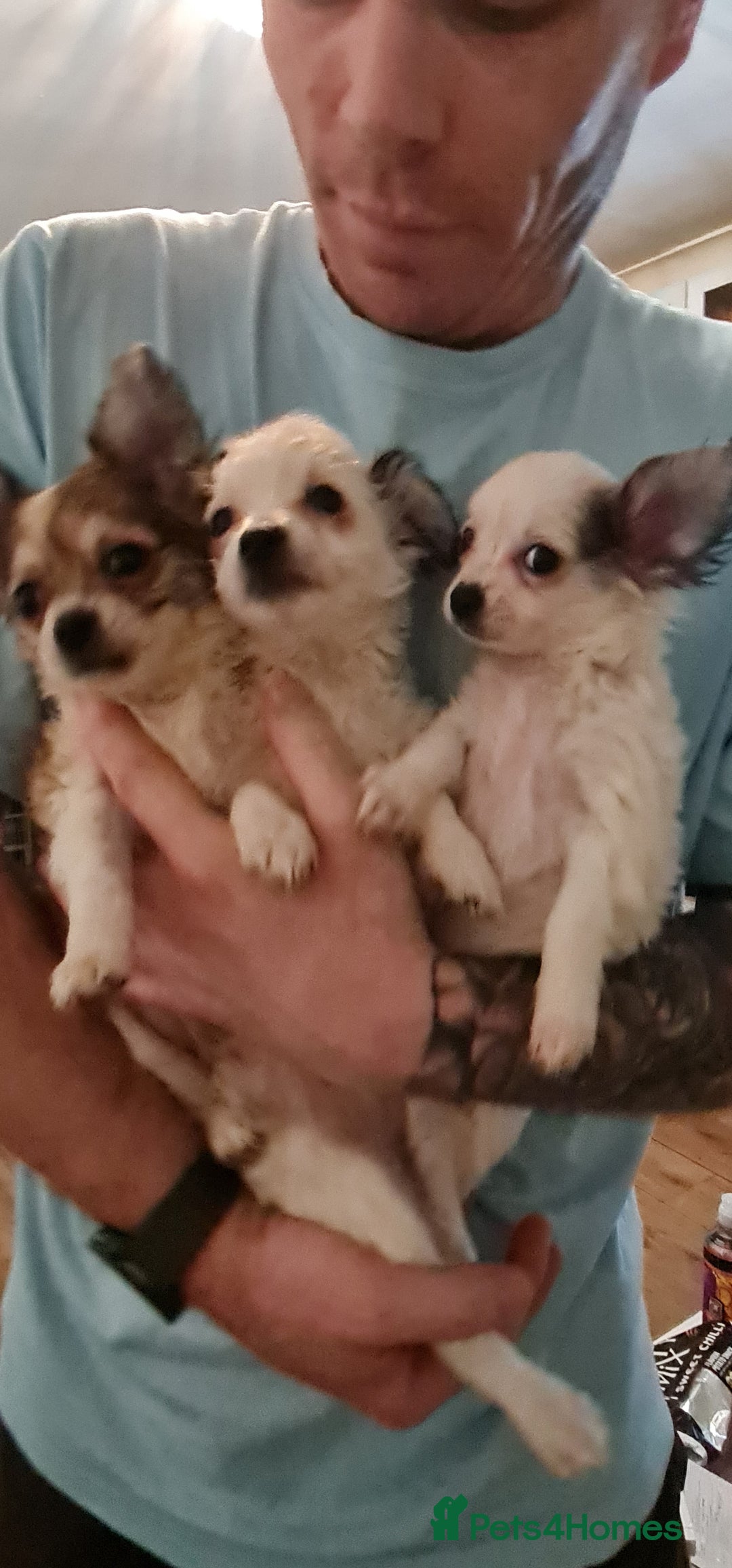 Chihuahua dogs for sale: Chihuahua for sale  - Advert 14