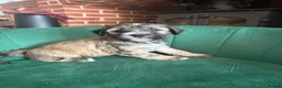 Tibetan Terrier dogs for sale: KC registered Tibetan Terrier puppies in Canterbury - Advert 5