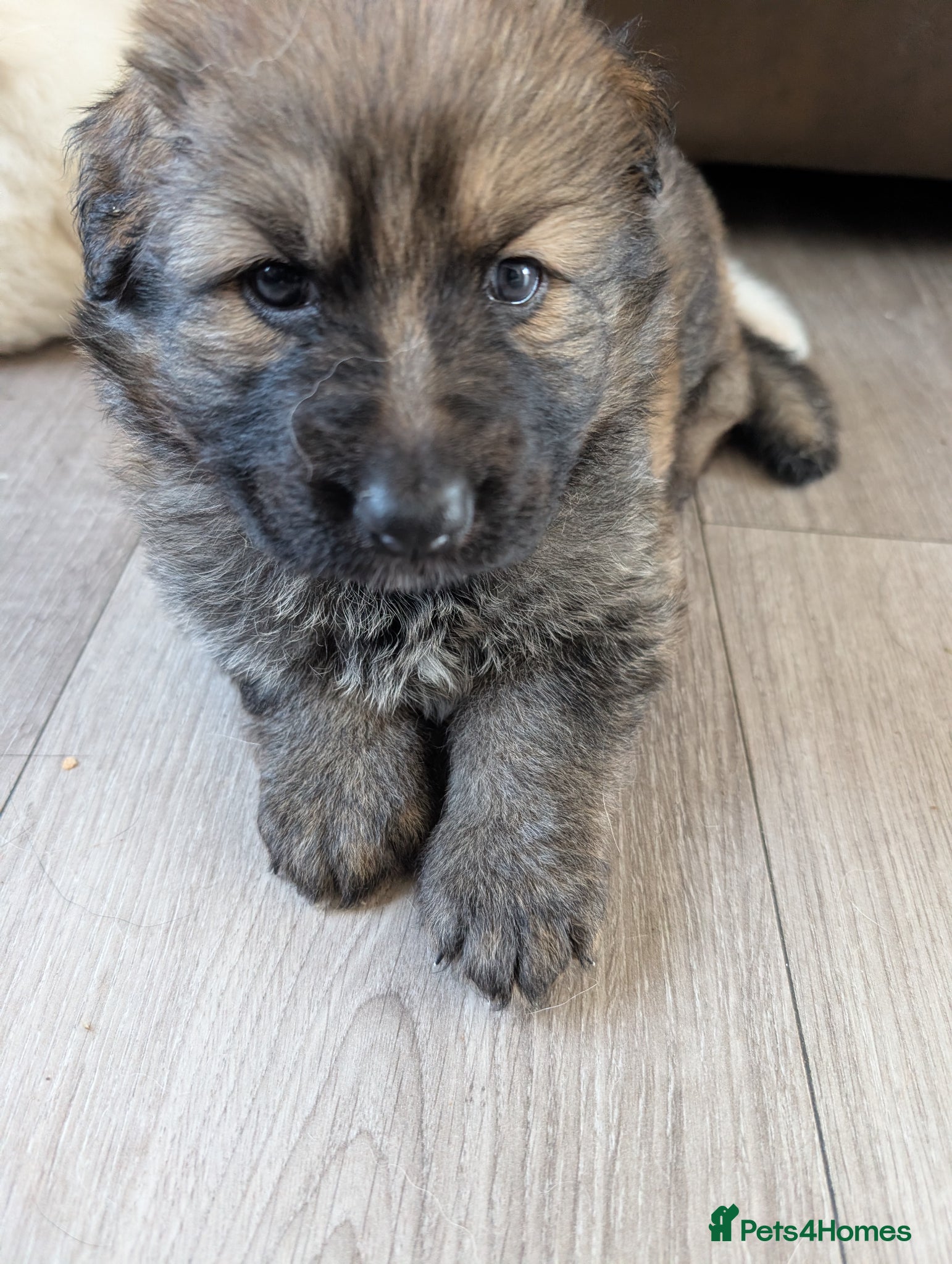 German Shepherd dogs German Shepherd Puppy - Advert 2