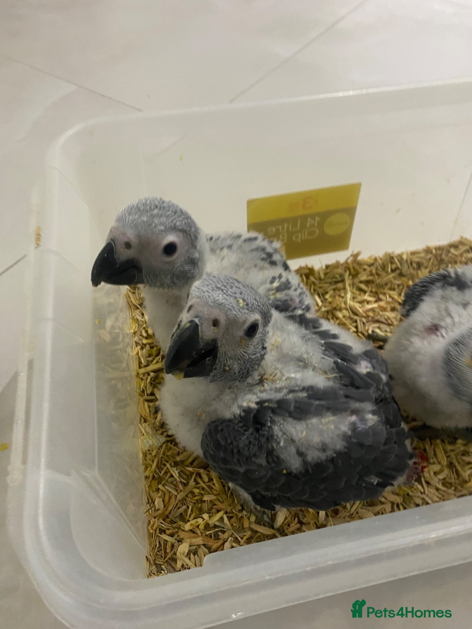 Parrots birds Super tame- cuddly Africangrey babies - Advert 15